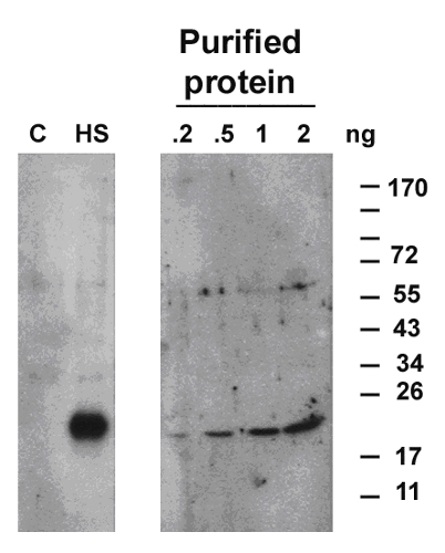 western blot using anti-Hsp17.6 antibodies